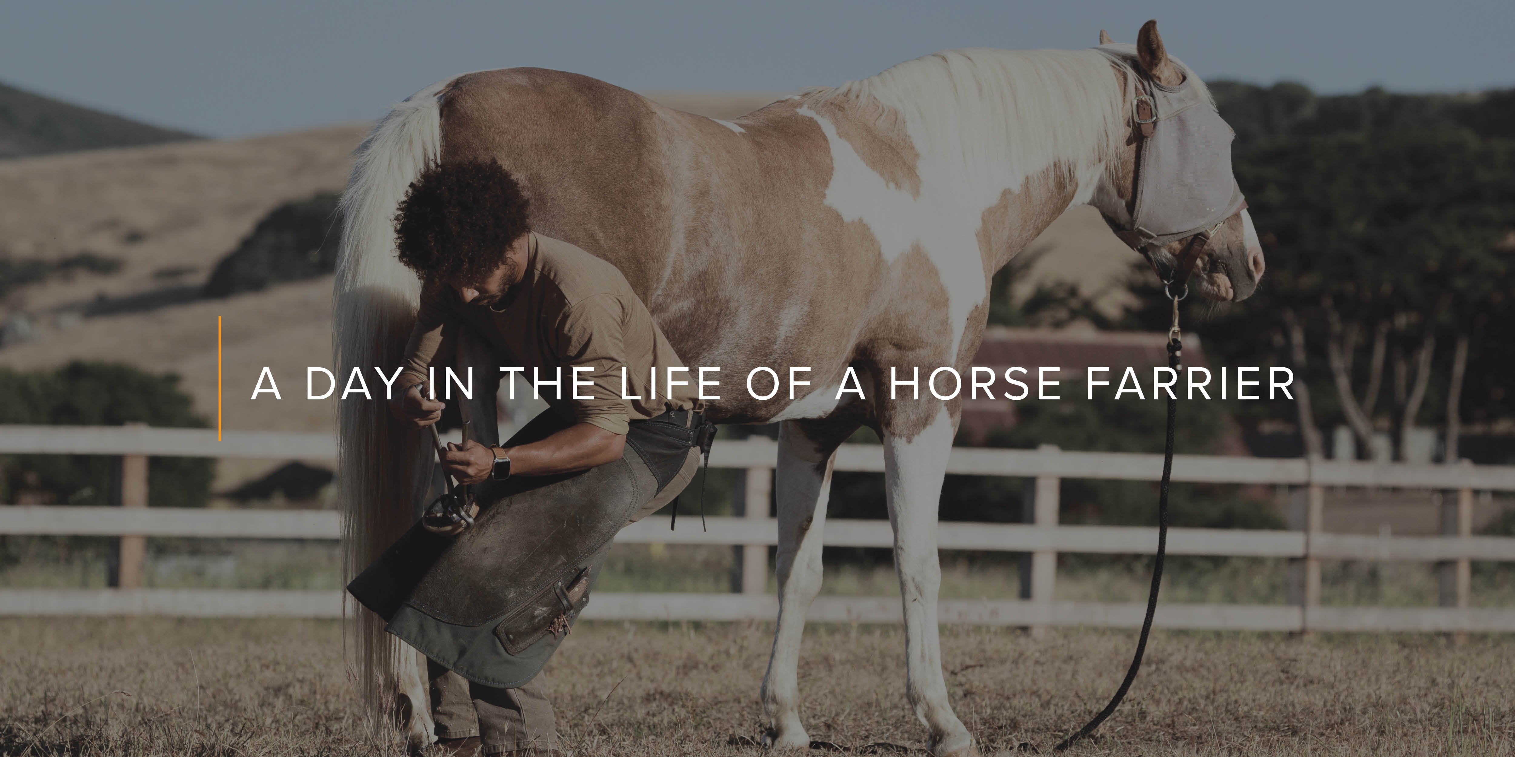A Day in the Life of a Horse Farrier