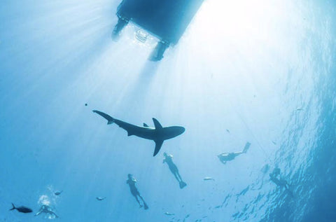 dive with sharks
